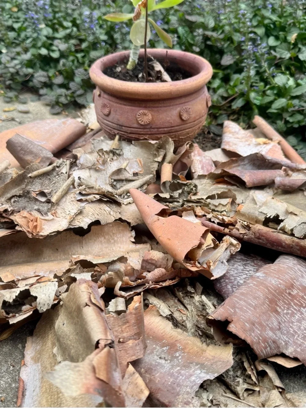 Beautifully Textured Natural River Birch Bark